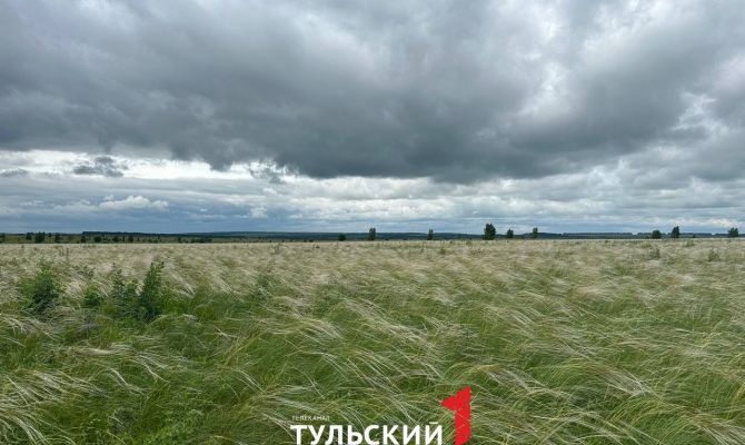 Что росло на Куликовом поле почти 650 лет назад