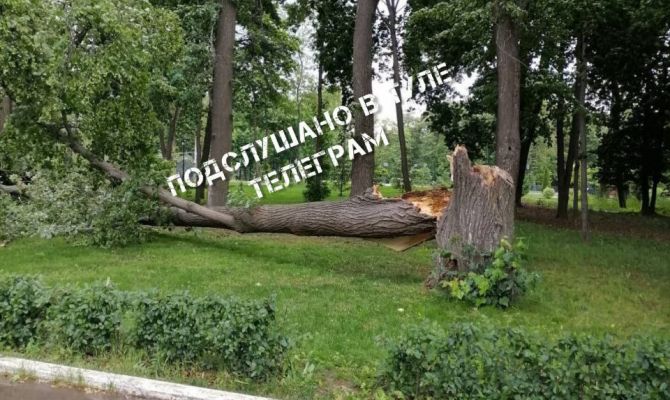 В Тульской области из-за сильного ветра начали падать деревья