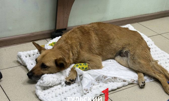 Собаке Мире из Новомосковска срочно требуется помощь