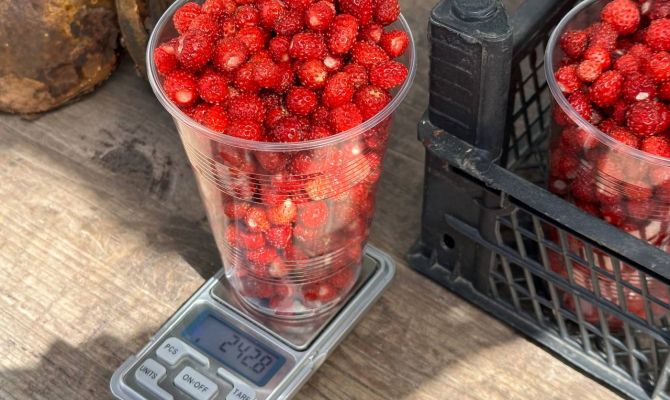 Продавец назвал причину резкого подорожания земляники