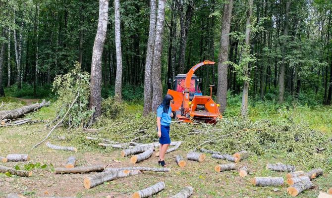 В Тульской области прокуратура проводит проверку по факту вырубки деревьев
