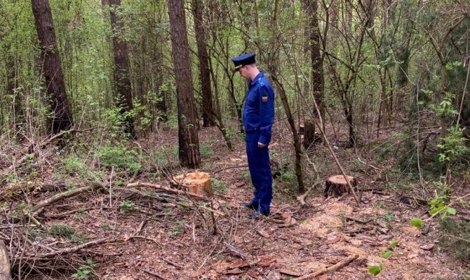 В Заокском районе расследуют уголовное дело о вырубке сосен в Нечаевском лесничестве