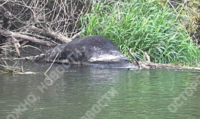 Туляки сообщили о массовой гибели коров в Оке