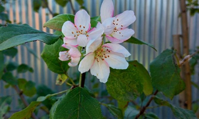 В середине сентября в Тульской области зацвела яблоня
