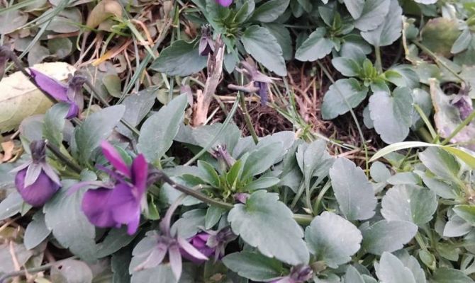 В Туле зацвели примулы и фиалки