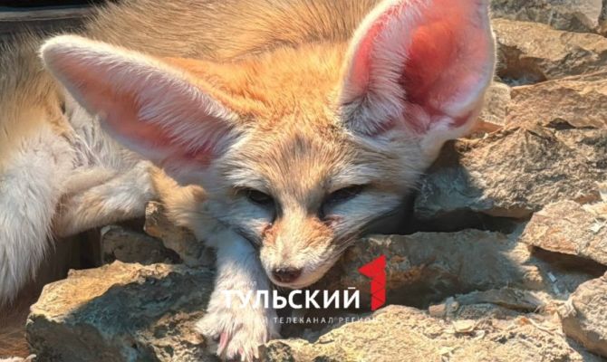 У капибары Валентина появился конкурент на пост звезды Тульского экзотариума