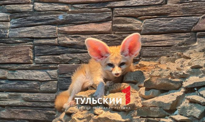 Фенек Зорро снова стал самым популярным питомцем Тульского экзотариума