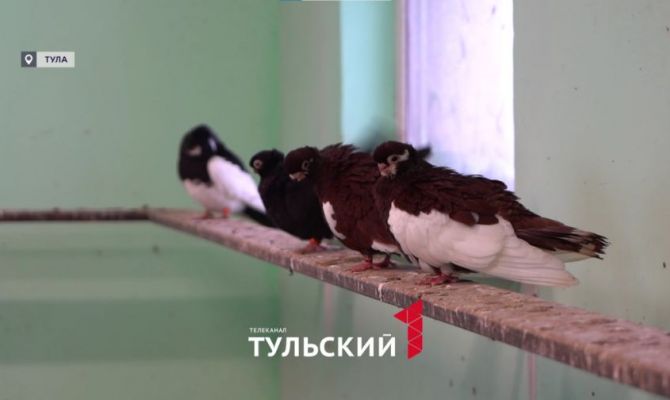 В Туле возрождают вымирающий вид декоративных голубей