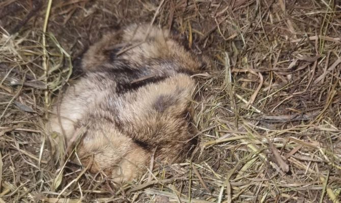 Питерский сурок опроверг предсказание байбаков из Тулы на весну
