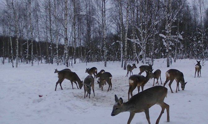 Косули и кабаны попали в объективы фотоловушек в тульских лесах