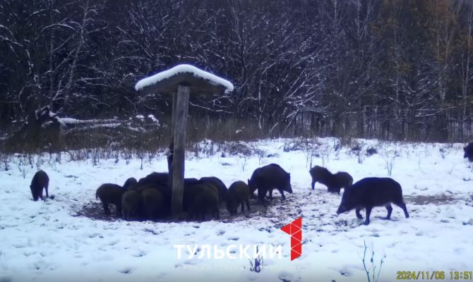 Отстрел кабанов проведут из-за угрозы чумы свиней в Тульской области