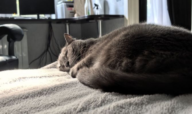 Туляков предупредили об опасности тюльпанов для домашних животных