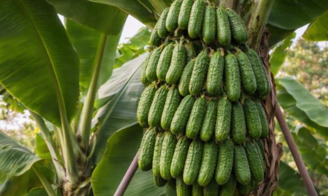 Мошенники продают тулякам придуманные ИИ саженцы