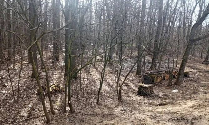 На дороге "Алексин - Бунырево" убирают сломанные деревья