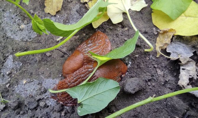 Огороды туляков атаковали прожорливые слизни из Европы