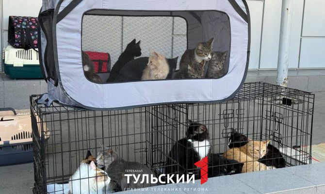 27 июля туляки могут дать крышу над головой бездомным кошкам и собакам