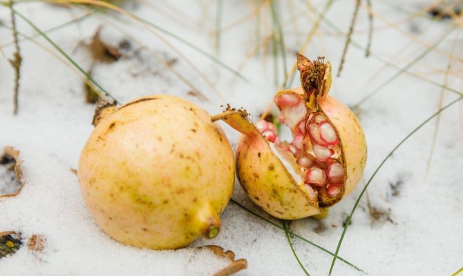 В разгар зимы в Ясной Поляне созрели гранаты