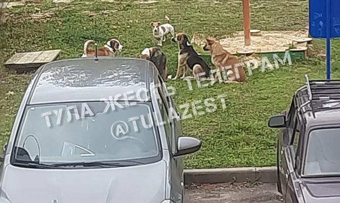 Прокуратура провела проверку после жалоб жителей Дубенского района на стаю собак