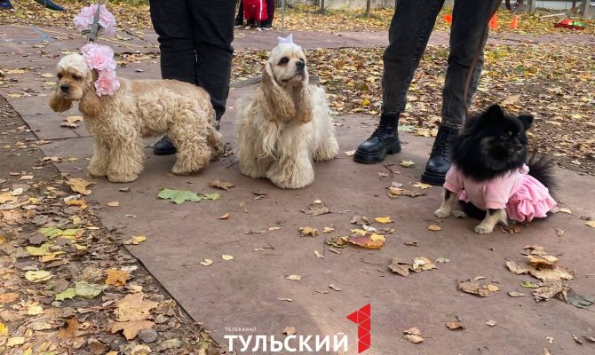 От Красной Шапочки до летучей мыши: по Туле прошел парад собак в костюмах