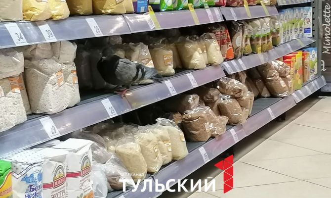 В Туле дерзкий голубь устроил трапезу прямо на полке супермаркета: видео