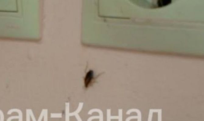 В тульском минздраве прокомментировали информацию о тараканах в больнице №7
