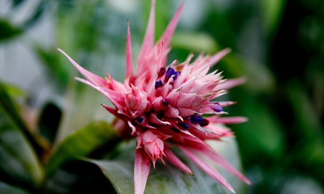 В Ясной Поляне впервые расцвела тропическая эхмея