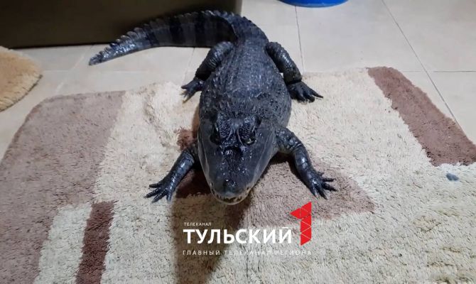 Напугавший туляков крокодил Гоша оказался фейком