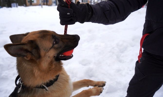 Кинологи опровергли главное правило общения с агрессивной собакой