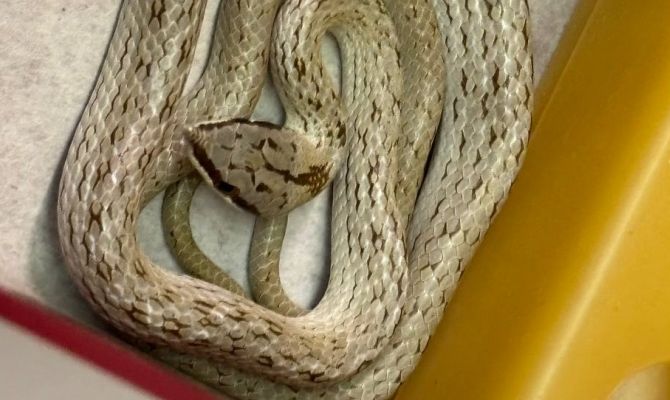 В Тульском экзотариуме змеи выходят из зимовки