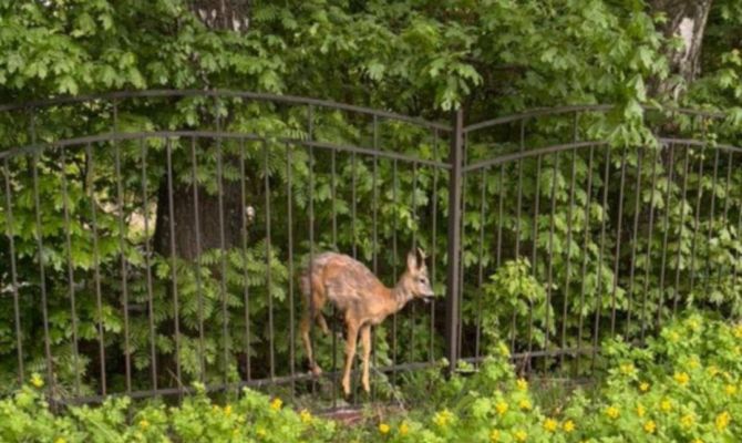 Застрявшего в заборе детеныша косули спасли в Тульской области