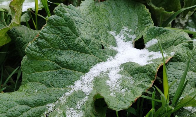 В Тульскую область вернутся заморозки