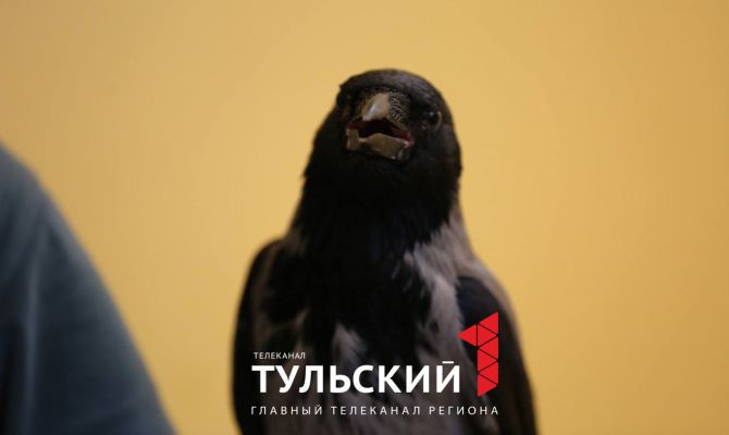 Знает 10 команд и гавкает: в Туле появилась дрессированная ворона Шура
