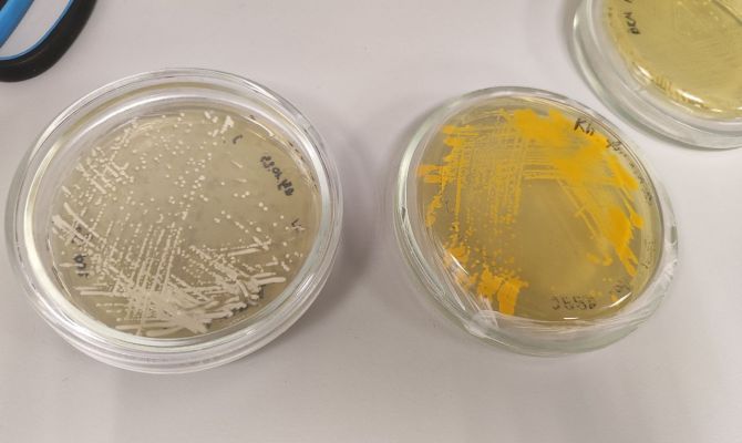 Тульские ученые создали датчики загрязнения воды и органическую замену батареек