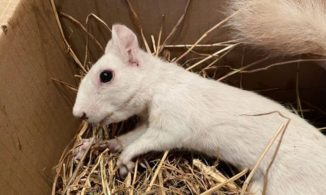 У белки-альбиноса из Центрального парка Тулы парализовало лапы