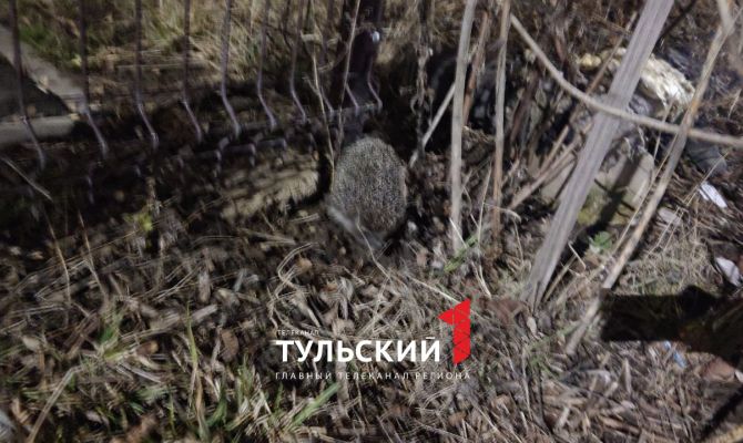 В Тульской области проснулись ежи