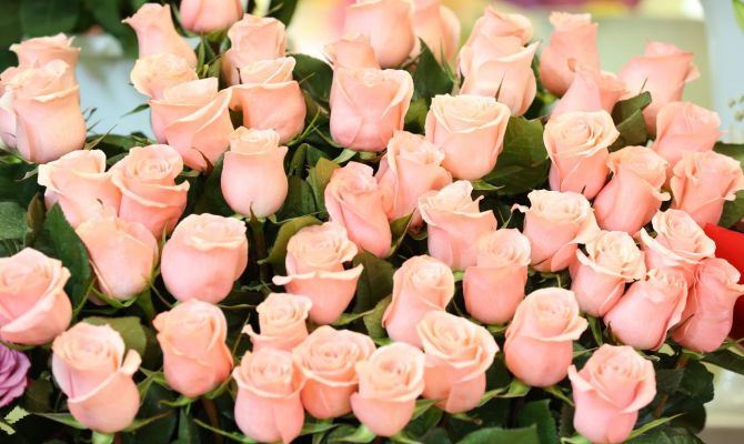 Как продлить жизнь цветам: подборка лайфхаков