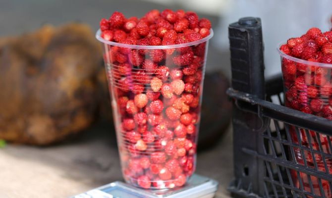 Названы главные признаки земляничной поляны