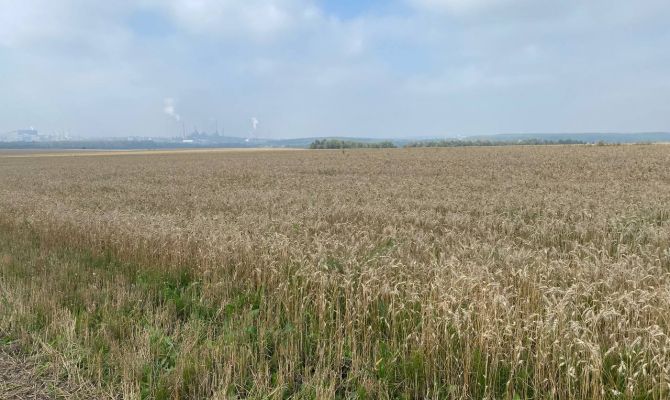 Урожай в Тульской области пострадал от майских заморозков