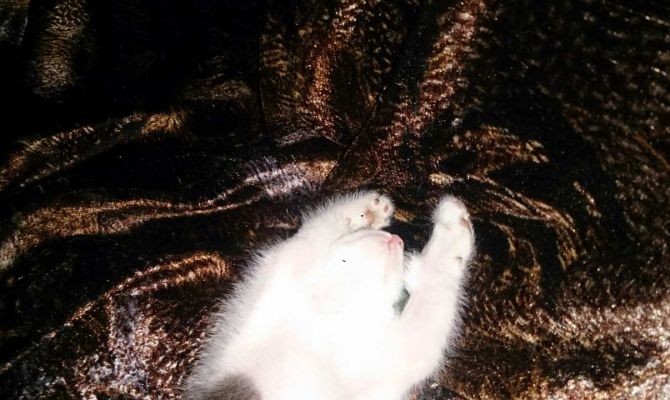 Российские ученые рассказали, как отучить кошек портить мебель