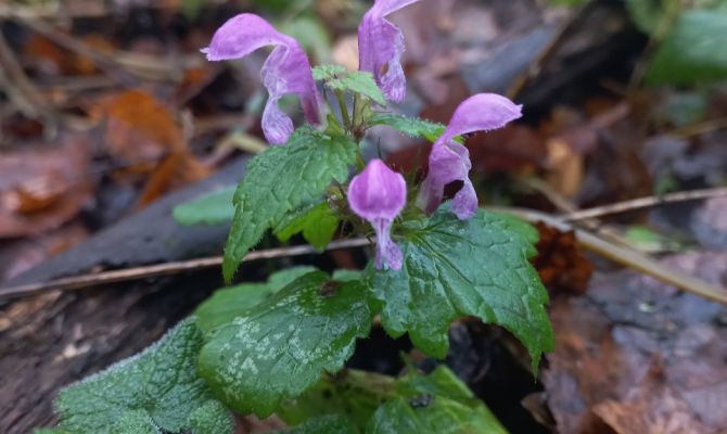 Под Тулой в ноябре зацвела яснотка крапчатая 