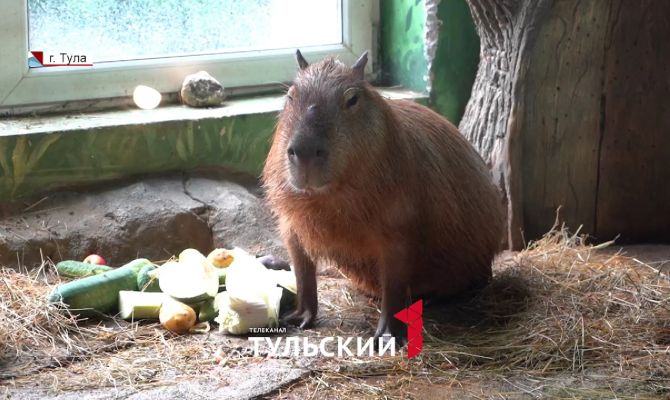В тульском экзотариуме назвали главные деликатесы в рационе животных