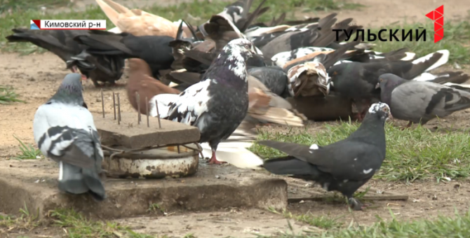 Под Кимовском мужчина разводит необычных голубей