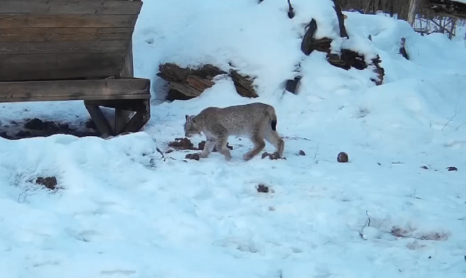 На границе с Тульской областью засняли редкую рысь с котятами