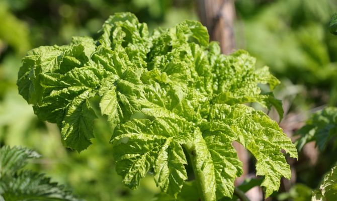 В Тульской области на борьбу с борщевиком выделили 37 млн рублей