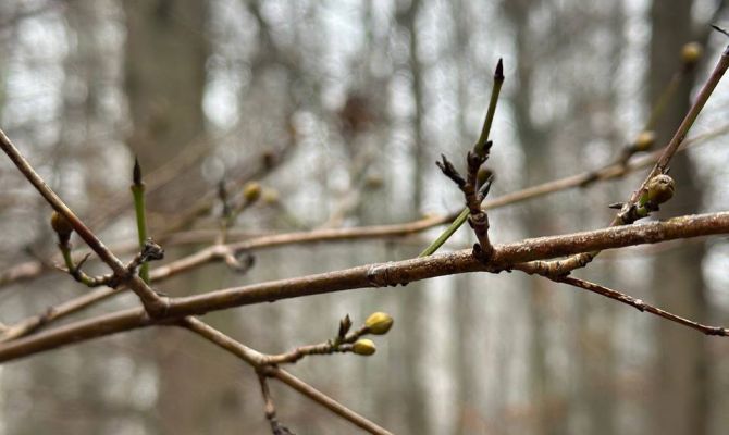 В Тульской области набухли почки у сирени, бузины и кизила