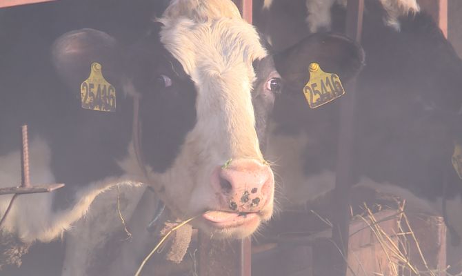 Тульские фермеры могут получить 5 миллионов рублей на расширение производства