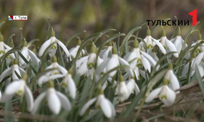 Цветы из Красной Книги: в Туле распустились первые подснежники