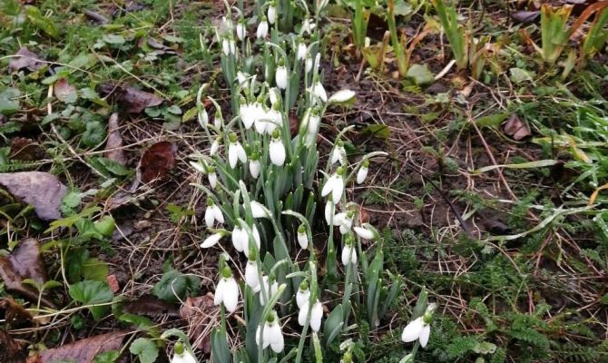 В Плавском районе зацвели подснежники