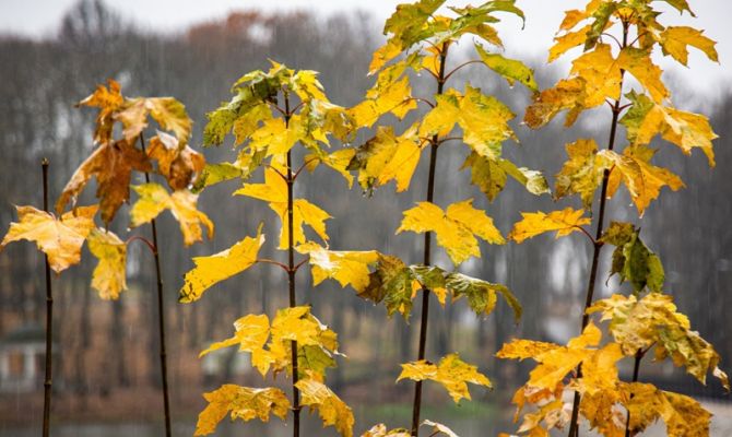25 октября в Тульской области пройдет дождь