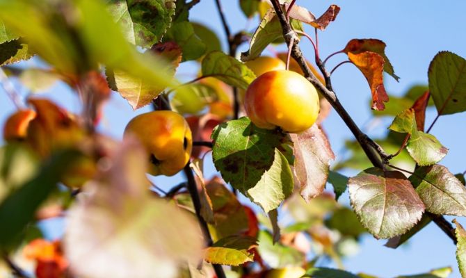 Температура в Туле побила рекорд 2008 года